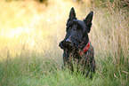 sitting Scottish Terrier