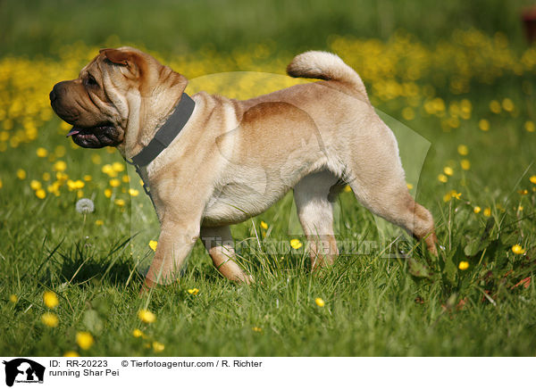 rennender Shar Pei / running Shar Pei / RR-20223