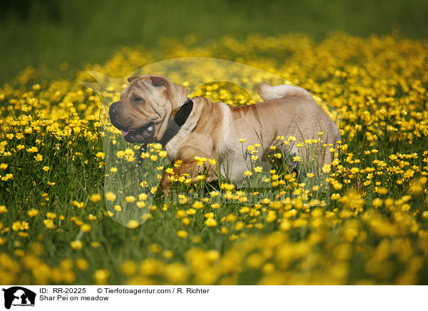 Shar Pei auf Wiese / Shar Pei on meadow / RR-20225