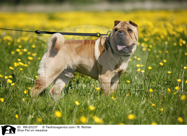 Shar Pei auf Wiese / Shar Pei on meadow / RR-20237