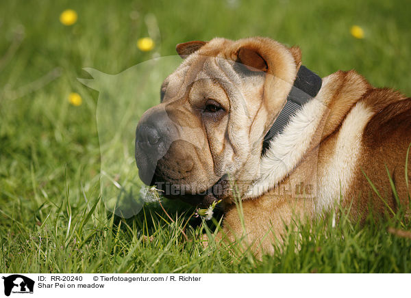 Shar Pei auf Wiese / Shar Pei on meadow / RR-20240