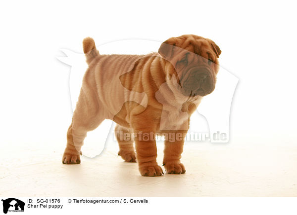 Shar Pei Welpe / Shar Pei puppy / SG-01576