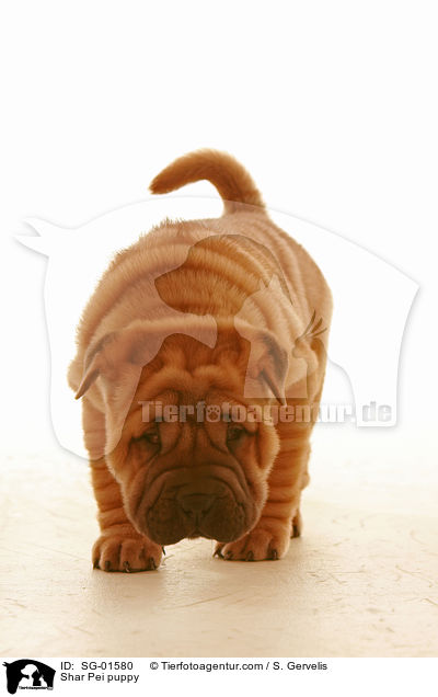 Shar Pei Welpe / Shar Pei puppy / SG-01580