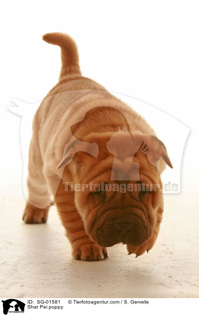 Shar Pei Welpe / Shar Pei puppy / SG-01581