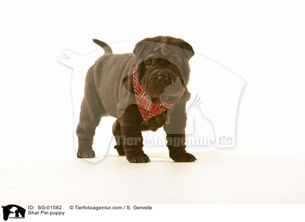 Shar Pei Welpe / Shar Pei puppy / SG-01582