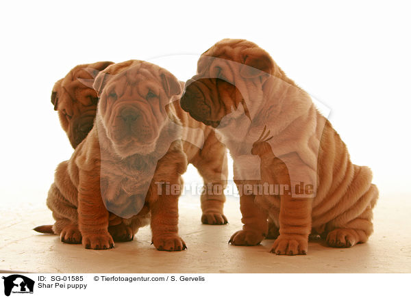 Shar Pei Welpe / Shar Pei puppy / SG-01585