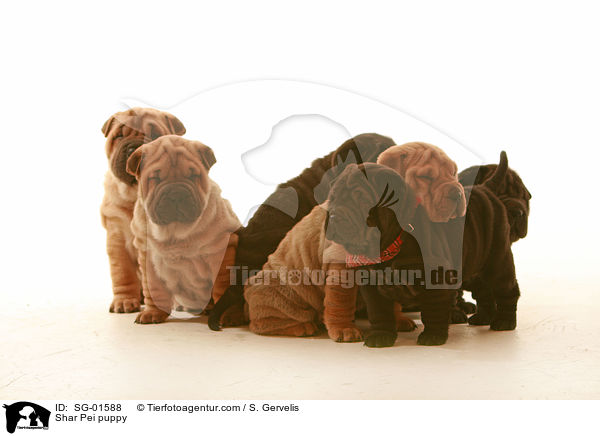 Shar Pei puppy / SG-01588