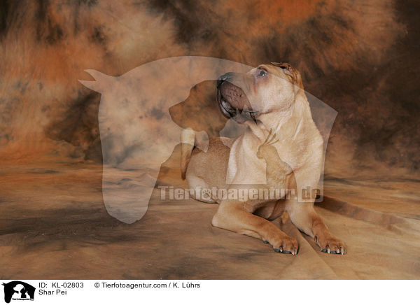 Shar Pei / Shar Pei / KL-02803