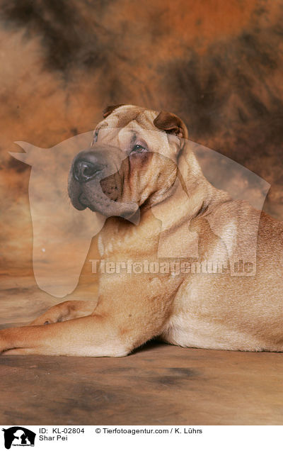 Shar Pei / Shar Pei / KL-02804