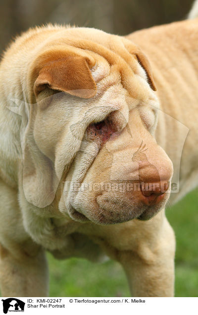 Shar Pei Portrait / Shar Pei Portrait / KMI-02247