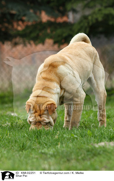 Shar Pei / Shar Pei / KMI-02251