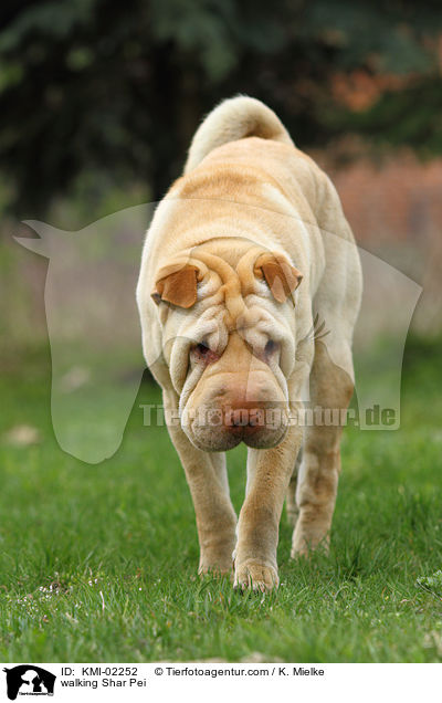 laufender Shar Pei / walking Shar Pei / KMI-02252