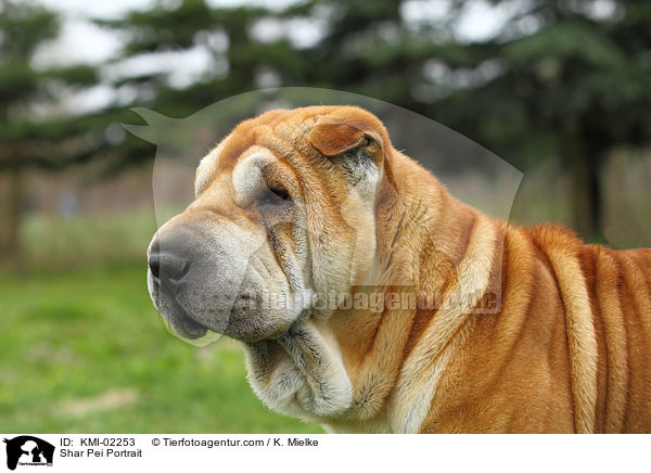 Shar Pei Portrait / Shar Pei Portrait / KMI-02253