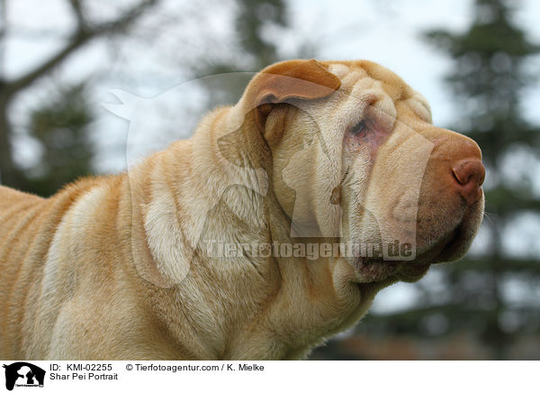 Shar Pei Portrait / KMI-02255