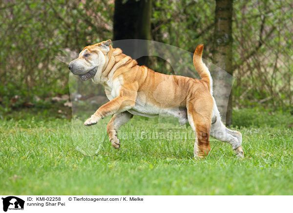 rennender Shar Pei / running Shar Pei / KMI-02258