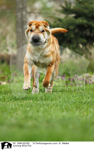 rennender Shar Pei / running Shar Pei / KMI-02259