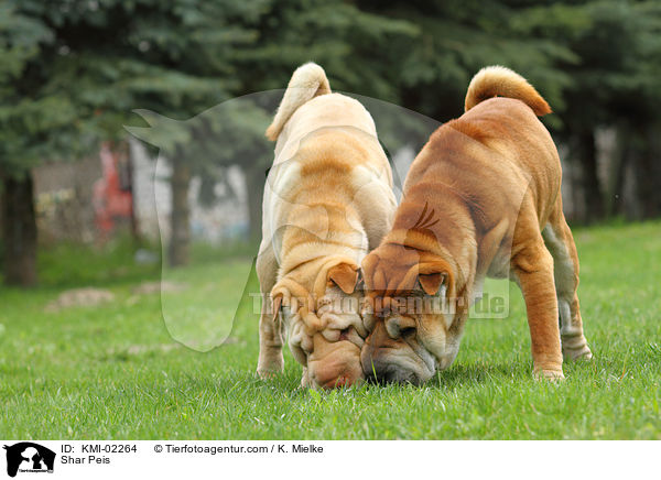 Shar Peis / Shar Peis / KMI-02264