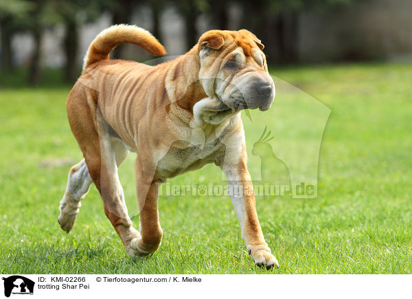 laufender Shar Pei / trotting Shar Pei / KMI-02266