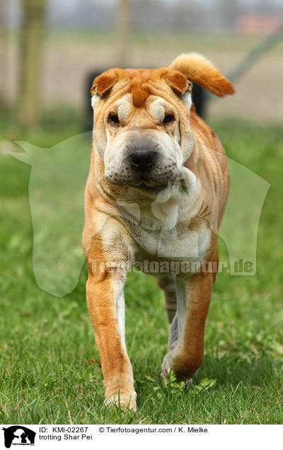 laufender Shar Pei / trotting Shar Pei / KMI-02267