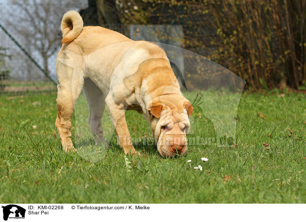 Shar Pei / Shar Pei / KMI-02268