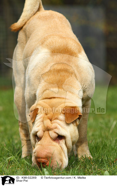 Shar Pei / Shar Pei / KMI-02269