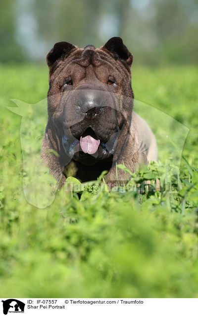 Shar Pei Portrait / Shar Pei Portrait / IF-07557