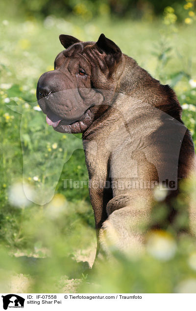 sitzender Shar Pei / sitting Shar Pei / IF-07558