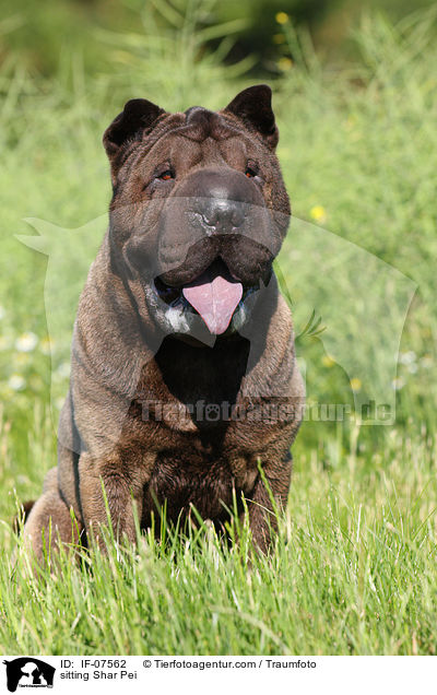 sitzender Shar Pei / sitting Shar Pei / IF-07562