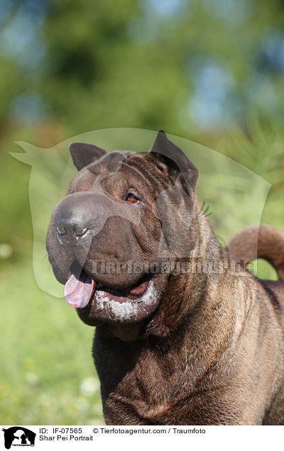 Shar Pei Portrait / Shar Pei Portrait / IF-07565