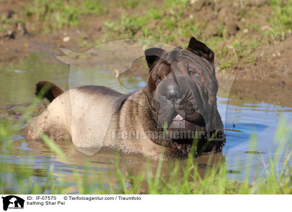 badender Shar Pei / bathing Shar Pei / IF-07570