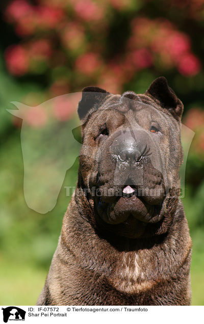 Shar Pei Portrait / Shar Pei Portrait / IF-07572