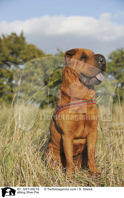 sitzender Shar Pei / sitting Shar Pei / SST-09216