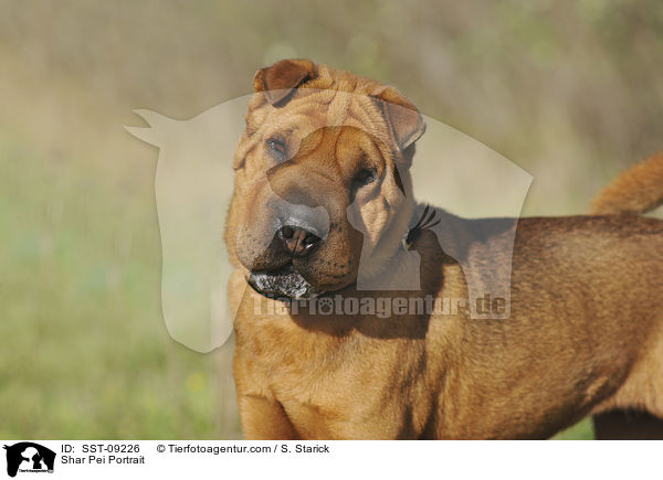 Shar Pei Portrait / Shar Pei Portrait / SST-09226