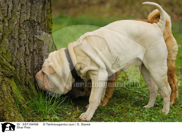 Shar Peis / Shar Peis / SST-09498