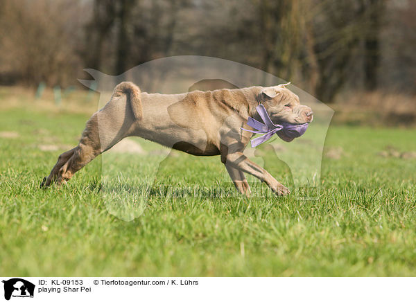 spielender Shar Pei / playing Shar Pei / KL-09153