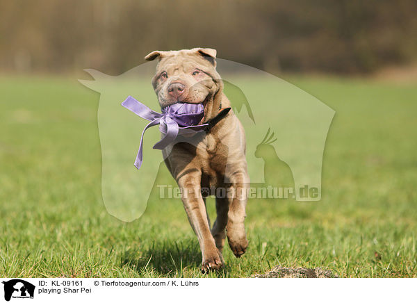 spielender Shar Pei / playing Shar Pei / KL-09161