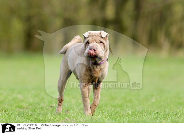 laufender Shar Pei / walking Shar Pei / KL-09216