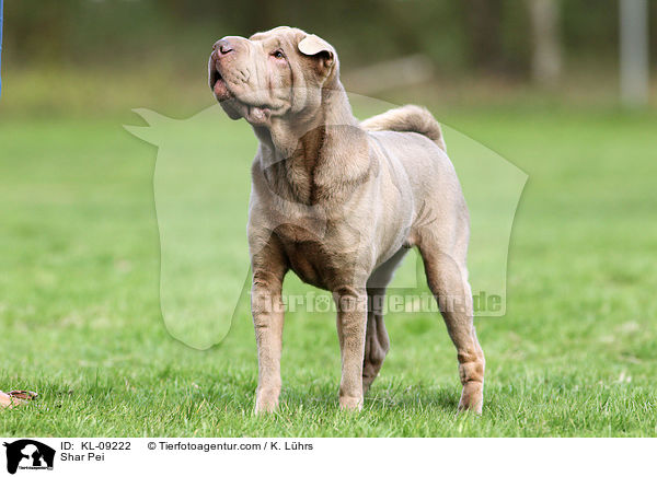 Shar Pei / KL-09222