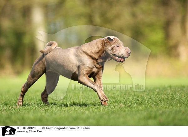 rennender Shar Pei / running Shar Pei / KL-09230