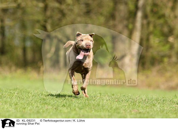 rennender Shar Pei / running Shar Pei / KL-09231