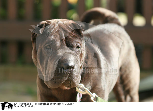 Shar Pei Portrait / PM-05265