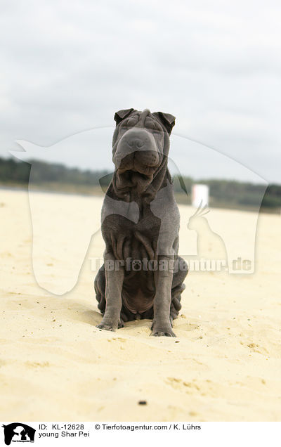 junger Shar Pei / young Shar Pei / KL-12628