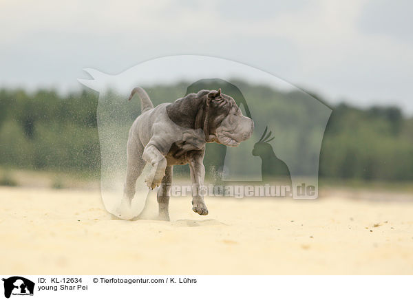 young Shar Pei / KL-12634