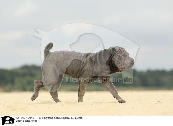 junger Shar Pei / young Shar Pei / KL-12640