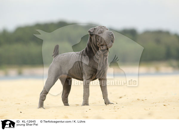 junger Shar Pei / young Shar Pei / KL-12645