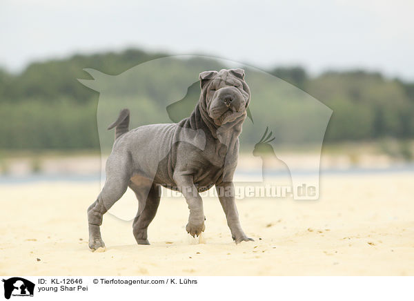 young Shar Pei / KL-12646