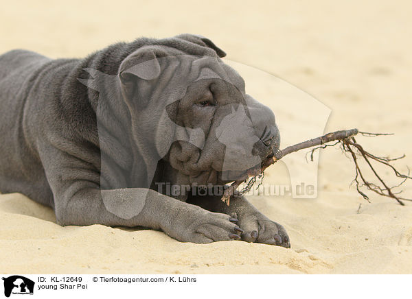 young Shar Pei / KL-12649