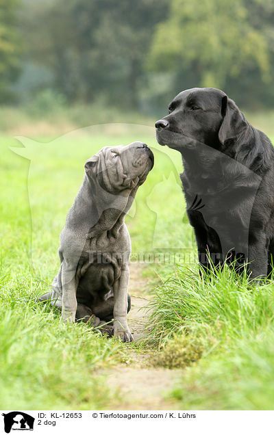 2 Hunde / 2 dog / KL-12653