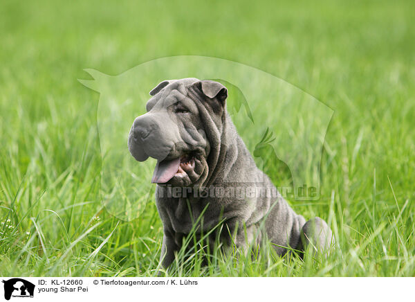 junger Shar Pei / young Shar Pei / KL-12660