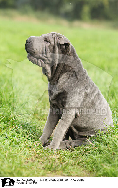 young Shar Pei / KL-12662